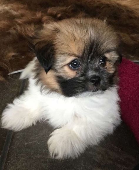 Pom-Tzu Shih Tzu Pomeranian Mix Puppies, Pomeranian Shih Tzu Mix Puppies, Shitzu Pomeranian Mix Puppies, Shitzu Yorkie Mix Puppies, Shiranian Dogs, Pomerian Dogs, Yorkie Pomeranian Mix, Pomeranian Mix Puppies, Small Cute Puppies