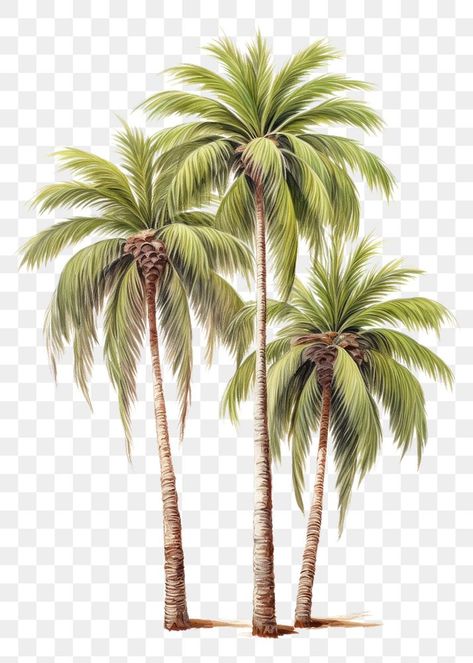 Plant White Background, Png Shadow, Tree Psd, Trees Drawing, Palm Tree Png, Dates Tree, Palm Tree Drawing, Digital Graphics Art, Classroom Background