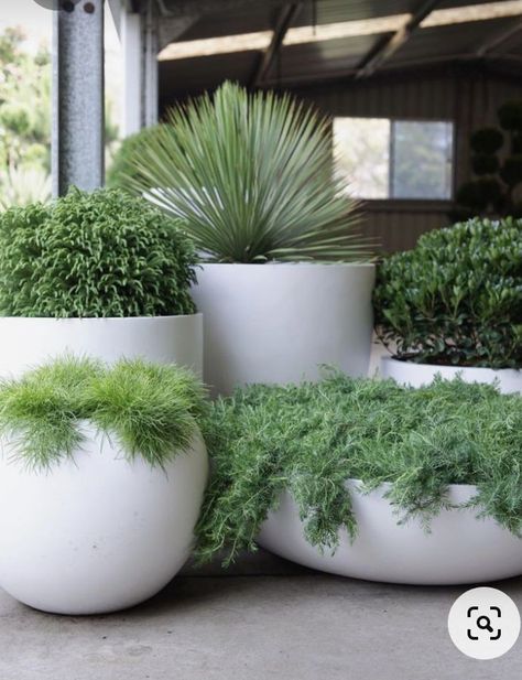 White Pots, Potted Plants Outdoor, Outdoor Gardens Design, Home Landscaping, Backyard Garden Design, The Balcony, Outdoor Landscaping, Outdoor Planters, Balcony Garden