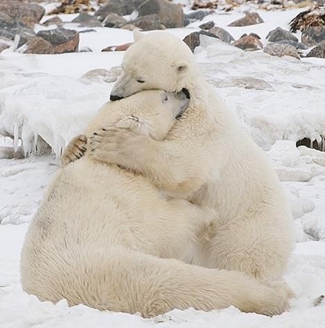 POLAR BEAR HUG - Animal Hugs, Urs Polar, Love Bear, Bear Hug, Polar Bears, Wild Life, Sweet Animals, Animal Planet, Animal Photo