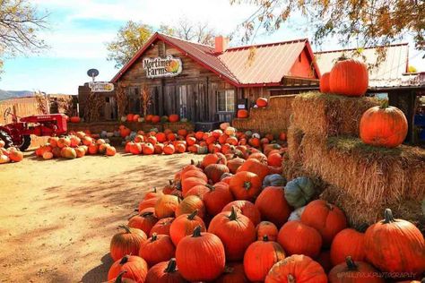 Hay Rides, Best Pumpkin Patches, Visit Arizona, Arizona Road Trip, Fall Road Trip, Pumpkin Patches, Pumpkin Farm, Fall Events, Corn Maze