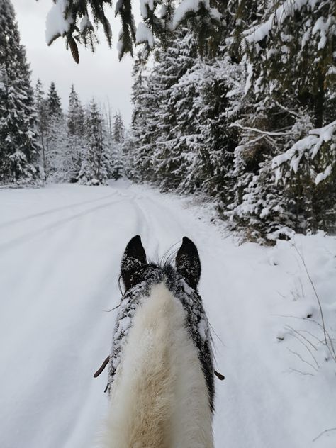 Horseback riding in mountains at wintertime Hacking Horse, Snowing Mountains, Winter Horse Riding, Horse In Snow, Snow Horse, Snow Trails, Horses In Snow, Horse Riding Aesthetic, Winter Horse