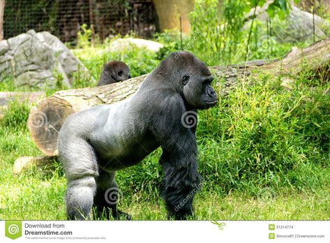 Gorilla Side View, Gorilla Side Profile, Gorilla Standing, Silverback Gorilla, Body Construction, Side Profile, Body Poses, Side View, Mammals