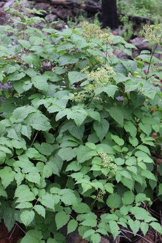 Spikenard - ARALIA RACEMOSA Give your lungs a second chance Lung Herbs, Aralia Racemosa, Second Chances, Take Note, Lungs, Second Chance, Native Plants, Herbal Remedies, My Favorite