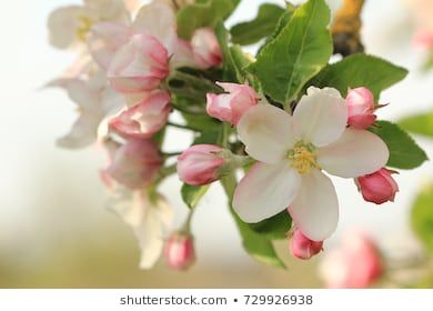 apple blossoms Images, Stock Photos & Vectors | Shutterstock Honeycrisp Apple Tree, Honeycrisp Apple, Challah Cover, Sweet As Honey, Drawing Tutorial Face, Apple Blossoms, Honeycrisp Apples, Spring Blossoms, Spring Blossom