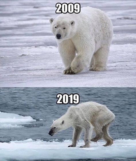 Environmentalists Are Putting A Climate Change Twist On The #10YearChallenge - Memebase - Funny Memes What Is Climate, Bear Meme, Save Planet Earth, Year Challenge, Save Our Earth, Polar Bears, Amazing Animals, Save Earth, Photo Challenge