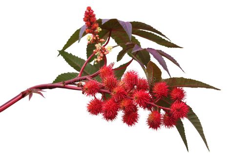 Red Castor Oil Plant. Isolated on white background , #sponsored, #Oil, #Castor, #Red, #Plant, #background #ad Castor Plant, Soap Suds, Soap Making Recipes, Growing Strong, Tattoo Care, Natural Moisturizer, Oil Plant, Growing Tree, Castor Oil