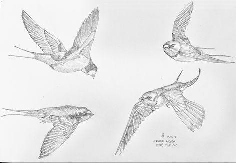 Graphite study of barn swallows Barn Swallow Drawing, Barn Swallow, Swallows, Bird Drawings, Tattoo Design, Line Drawing, Easy Drawings, Tattoo Designs, Birds