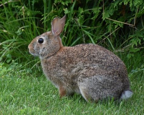 Eastern Cottontail Eastern Cottontail, Wild Rabbits, Cottontail Rabbit, Small Sketchbook, Sculpture Inspiration, Art Final, Rabbit Drawing, Wild Rabbit, Golden Thread