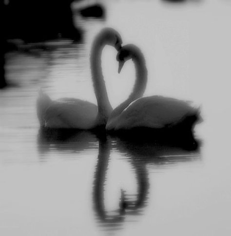 swans Swan Dark Aesthetic, Dark Swan Aesthetic, Swan Black And White, Swans Aesthetic, White Swan Aesthetic, White And Black Swan, Swans Wallpaper, Black And White Swan, 2 Swans