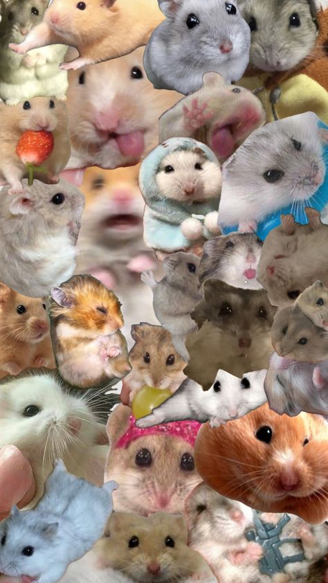 Hamster Wallpaper, Flip Wallpaper, Art Iphone Wallpaper, Hamster Meme, Cool Kpop Wallpapers, Cute Collages, Cat Tattoo Simple, Iphone Wallpaper Cat, Cat Halloween Costume