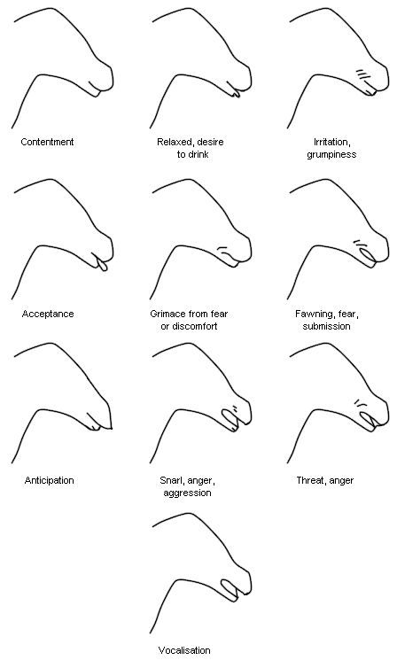 Expressions of the muzzle Horse Bonding, Horses Anatomy, Miniature Pony, Horse Projects, Equine Veterinarian, Horse Behavior, Horse Lessons, Horse Information, Horse Knowledge