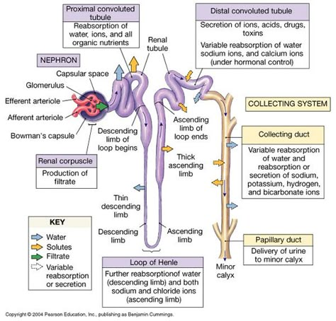 Una nefrona para el tablero de Pinterest Renal Anatomy And Physiology, Kidney Structure And Function, Renal System Physiology, Nephron Structure And Function, Structure Of Nephron Diagram, Structure Of Nephron, Renal Tubule, Kidney Physiology, Urinary System Diagram