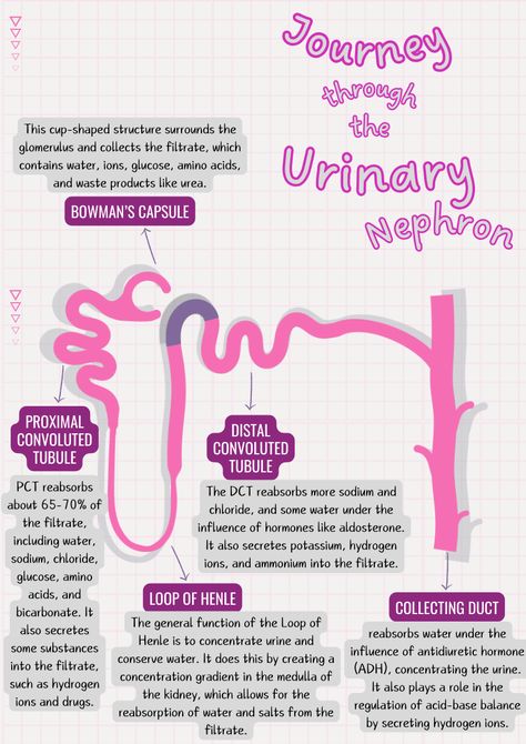 BioPedia.com is coming soon. Stay Tuned! Biology Homeostasis Notes, Nephron Diagram, Erythrocytes Notes, Necrosis Pathology Notes, Structure Of Nephron Diagram, Pteridophyta Notes, Loop Of Henle, Biology Diagrams, Learn Biology