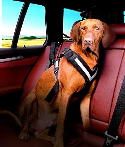 Dog Car Harness, Indestructable Dog Bed, Probiotics For Dogs, Car Harness, Wireless Dog Fence, Dog Shock Collar, Walking Harness, Dog Harnesses, Dog Car Seats