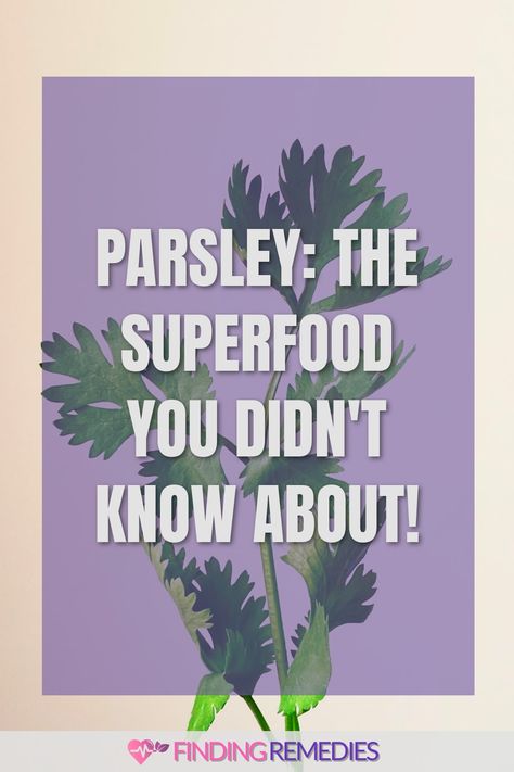 Parsley: The Superfood You Didn't Know About! Health Benefits Of Parsley, Parsley Benefits Health, Benefits Of Parsley, Holiday Seafood Recipes, Parsley Benefits, Homemade Fruit Leather, Seafood Sandwiches, Fruit Health Benefits, Fruit Benefits