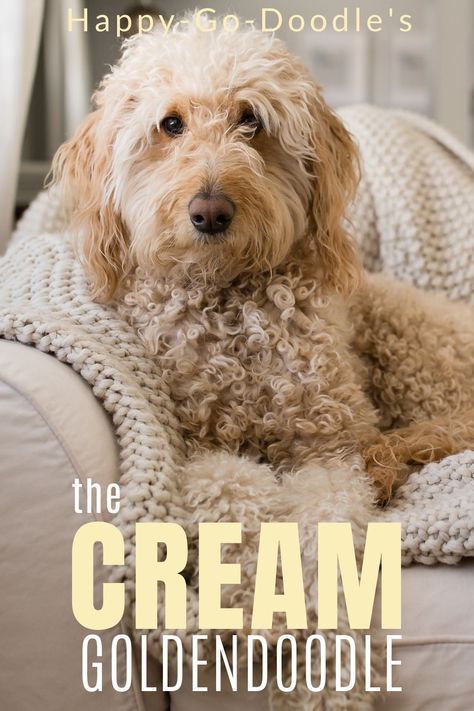 White. Cream. Ultra Cream. Beige. Goldendoodle coats are gorgeous. Where do they get such beautiful colors? Discover 10 things you may not know. English Cream Goldendoodle, F1bb Goldendoodle, Cream Goldendoodle, Goldendoodle Full Grown, Apricot Goldendoodle, Chocolate Goldendoodle, White Goldendoodle, Teddy Bear Goldendoodle, Goldendoodle Names