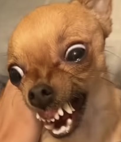 Crazy Chihuahua, Dog Memes Funny Icons, Silly Animal Pictures, Funny Animal Faces, Funny Dog Faces, Chiwauwau Meme, Ugly Dogs, Goofy Dog, Cute Animals Puppies