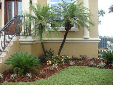 Mini Palm Tree Landscape, Small Palm Trees Landscaping, Palm Tree Landscape Ideas Front Yards, Phoenix Robellini, Palm Tree Landscaping, Landscape With Palm Trees, Palm Trees Garden, Tree Landscaping, Short Palm Trees