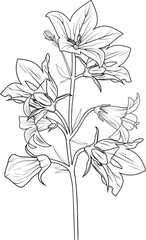 Bluebell line drawing, Cute flower coloring pages, Black outline drawing is perfect for coloring pages or books for children or adults. bellflower Bellflower Drawing, Bluebell Drawing, Flower Outline Drawing, Bluebells Flower, Blue Bell Flowers, Flower Outline, Outline Drawing, Books For Children, Flower Coloring Pages