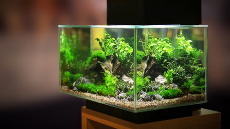 Do Planted Tanks Require CO2? 30 Gallon Fish Tank, 5 Gallon Aquarium, Fish Tank Ideas, Tanaman Air, Betta Aquarium, Aquatic Garden, Fresh Water Fish Tank, Led Aquarium Lighting, Betta Tank