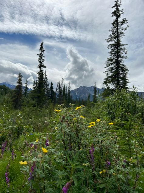 #summer #summerinalaska #aesthetic Alaska In The Summer, Alaska Summer Aesthetic, Alaska Aesthetic Summer, Summer In Alaska, Alaskan Summer, Alaska Aesthetic, Alaska Summer, Book Mood, Childhood Aesthetic