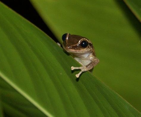 Coqui de Puerto Rico Coqui Tattoo, Coqui Frog, El Yunque Rainforest, Salsa Music, Puerto Rico Art, Enchanted Island, Scorpion Tattoo, God's Presence, Old San Juan