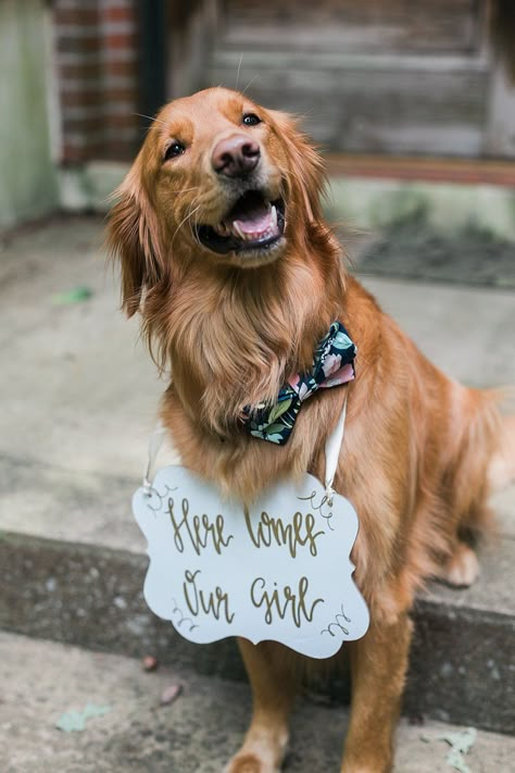 German Shepherd Ring Bearer, Dog As Ring Bearer, Wedding Ideas With Dogs, Dog Ring Bearer Ideas, Golden Retriever Ring Bearer, Golden Retriever Wedding, Ring Bearer Ideas, Flower Girl Inspiration, Dog Ring Bearer