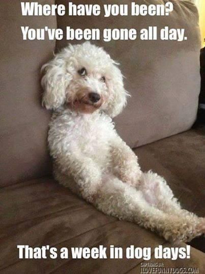 French Poodle, Pot Art, Love My Dog, White Dog, Memes Humor, Bichon Frise, Dog Sitting, Dog Memes, Pet Grooming