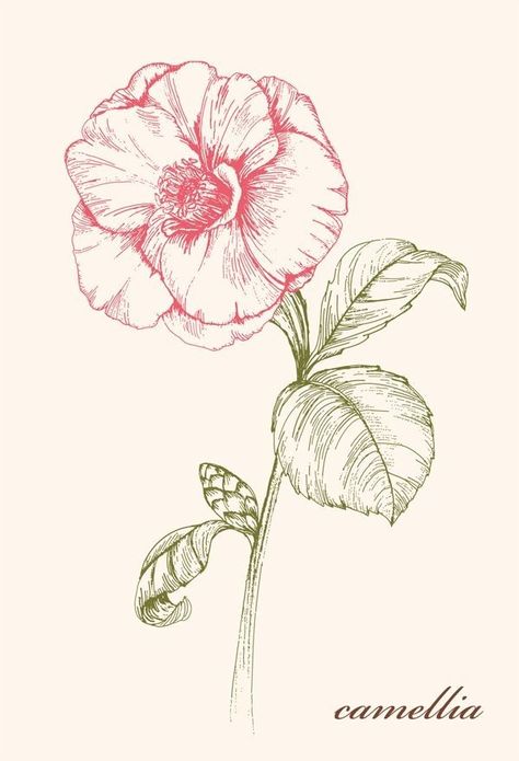 Camellia Flower Drawing, Camellia Flower Tattoo, Wild Flowers Illustration, Flower Drawing Ideas, Frühling Wallpaper, Simple Flower Drawing, Flowers Mandala, Easy Flower Drawings, Delphinium Flowers