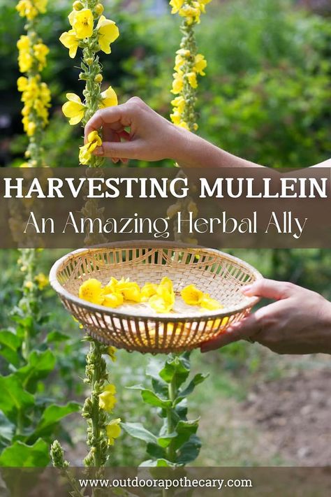 harvesting mullein Harvesting Mullein, Medicinal Herbs Remedies, Herbs Remedies, Medicinal Wild Plants, Medicinal Weeds, Herbal Medicine Recipes, Wild Food Foraging, Herbal Remedies Recipes, Diy Herbal Remedies