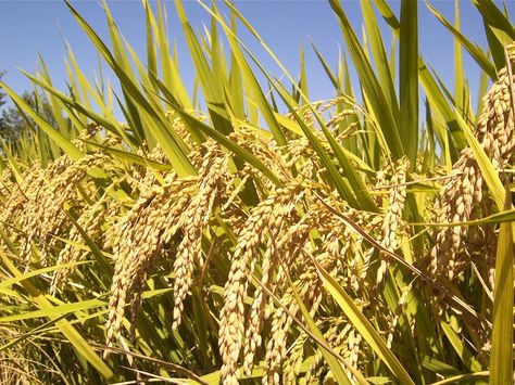 Influence of different sowing dates on growth and yield of direct seeded rice (Oryza sativa L.) — Medium Brown Rice Benefits, Growing Rice, Brown Jasmine Rice, Rice Plant, Tattoo Plant, Rice Varieties, The University Of Arizona, Sustainable Agriculture, Jasmine Rice