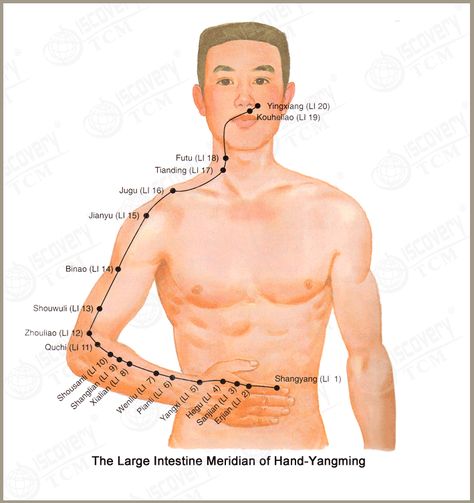 The Large Intestine Meridian of Hand-YangMing (LI) Meridian System, Urinary Bladder, Meridian Energy, Yoga Trapeze, Small Intestine, Reflexology Chart, Waste Material, Naturopathic Medicine, Cupping Therapy