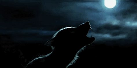 Remus Lupin Gif, Marauders Gif, Werewolf Gif, Harry Potter Cocktails, Harry Potter Gif, Dark Arts, Lily Evans, Anime Collection, Remus Lupin