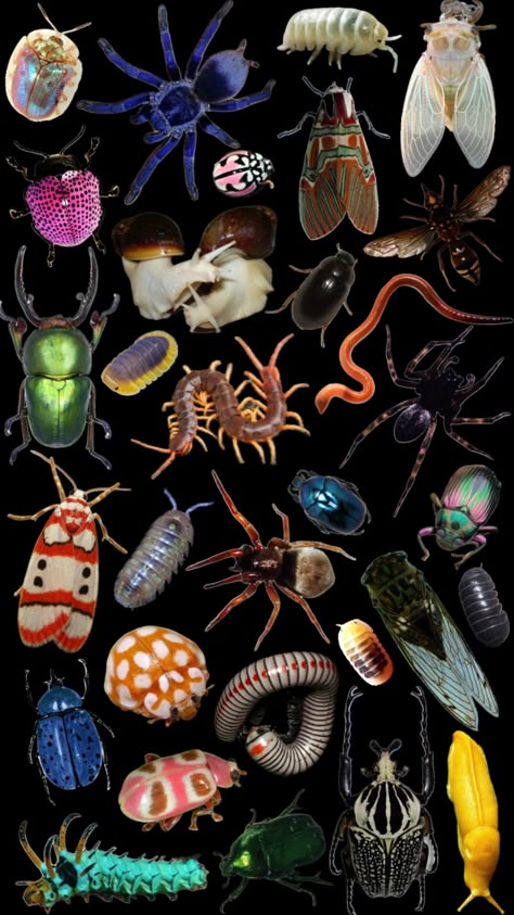 Centipede Aesthetic, Cool Bugs, Bug Art, Collage Wallpaper, Desktop Wallpaper Art, Beetle Bug, Dark Phone Wallpapers, Creepy Crawlies, Iphone Wallpaper Themes