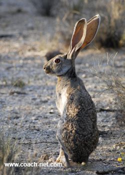 Four desert ecosystems can be found in North America, and the park closest to a major metro area offers among the best spots to see wildlife of these dry climes. Rabbit Pictures, Saguaro National Park, Rabbit Sculpture, Fluffy Bunny, Jack Rabbit, Rabbit Art, Sonoran Desert, Woodland Creatures, Animal Photo