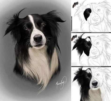 Art Dog Portrait Drawing, Watercolor Reference, Learning About Animals, Border Collie Art, Pet Portrait Paintings, Dog Portraits Painting, Art Step By Step, Portraits Painting, Dog Portraits Art