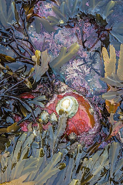 Rock Pools Beach, Tidepool Aesthetic, Tide Pool, Tide Pools, Gcse Art, Rock Pools, Ocean Creatures, The Colour, Art Sketchbook