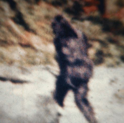 Probably no other film in history has been hotly debated as the Patterson-Gimlin film, the 1967 video that appears to show a Bigfoot creature walking through the woods near Bluff Creek, California. Today, Bigfoot researcher M.K. Davis revealed the results of his extensive post-processing cleanup of the video and one frame in particular, is pretty amazing. Sasquatch Aesthetic, Cryptid Core, Bigfoot Video, Real Bigfoot, Bigfoot News, Sasquatch Sightings, Bigfoot Stories, Bigfoot Pictures, Film Analysis