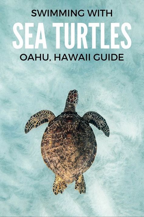 Swim With Sea Turtles, Makua Beach, Hello 21, Hawaii Hiking, Hawaii Guide, Oahu Vacation, Hawaii Travel Guide, Visit Hawaii, Hawaii Honeymoon