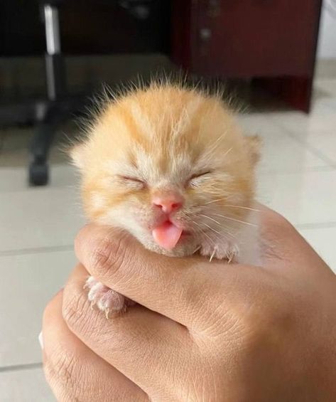 Cute Orange Kitten, Silly Kittens, Orange Kitten, Tiny Kitten, Funny Kitty, Cute Little Kittens, Silly Cats Pictures, Cute Cats Photos, Baby Kittens