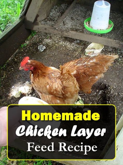 Homemade Chicken Layer Feed Recipe - for more eggs daily... #chickens #chickenfeed #homemadechickenfeed #homemadefeed #eggs #homestead #homesteading Chicken Layer Feed Recipe, How To Raise Ducks, Chicken Layer Feed, Squirrel Repellent, Raise Quail, Mini Farming, Layer Feed, Homestead Lifestyle, Homemade Bug Spray