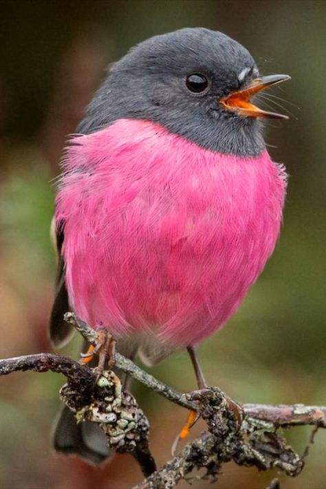 Pink Robin, Bird Quotes, Soft Bed, Tasmania Australia, Bird Care, Robin Bird, Rare Birds, Australian Birds, Exotic Birds