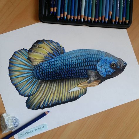 A hyper-realistic Betta drawn by Ashley Nature Artist Fish Realistic Drawing, Realistic Fish Drawing, Betta Drawing, Betta Fish Drawing, Fish Pencil Drawing, Aquarium Drawing, Fish Paintings, Colourful Fish, Drawing Realistic