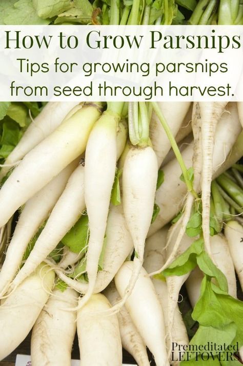 Tips for Growing Parsnips in Your Garden. Gardening tips includ how to plant parsnips seeds, how to care for the plants, and when to harvest parsnips. Growing Parsnips, Growing Tomatoes Indoors, Growing Tomatoes From Seed, Growing Tomato Plants, Growing Tomatoes In Containers, Grow Tomatoes, Garden Veggies, Veg Garden, Tomato Garden