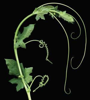 tendrils Karl Blossfeldt, Ornamental Tattoo, Robert Mapplethorpe, Gardening Advice, Natural Forms, On Film, Botanical Illustration, Organic Gardening, Botanical Prints