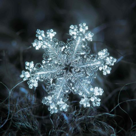 Murmuring Cottage, Snowflake Pictures, Masaru Emoto, Snowflakes Real, Geometry In Nature, Frozen Snowflake, Snowflake Photos, Snow Crystal, Winter Images