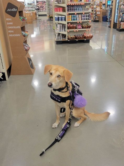 Lexi, a husky mix in a grocery store Cute Service Dog Gear, Lab Service Dog, Dog Babysitter, Psychiatric Service Dog, Service Dog Patches, Service Dogs Gear, Dog Bark, Dog Vests, Service Dog Vests