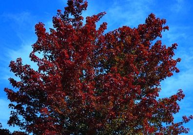 Brandywine Maple Tree Brandy Wine Maple Tree, Sienna Glen Maple Tree, Rocky Mountain Maple Tree, Brandywine Maple Tree, Tartarian Maple Tree, Fast Growing Shade Trees, Red Sunset Maple Tree, Acer Rubrum, Red Maple Tree