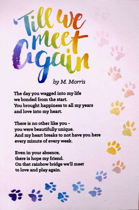 Rainbow Poem For Dogs, Poem For Dog Passing, Pet Quotes Dog, Dog Heaven Quotes, Pet Poems, Miss My Dog, Dog Poems, Dog Memorial Tattoos, Dog Angel